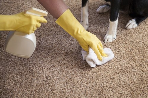 Pet Urine and Odour Removal