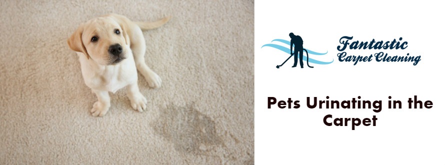 Pets Urinating in the Carpet